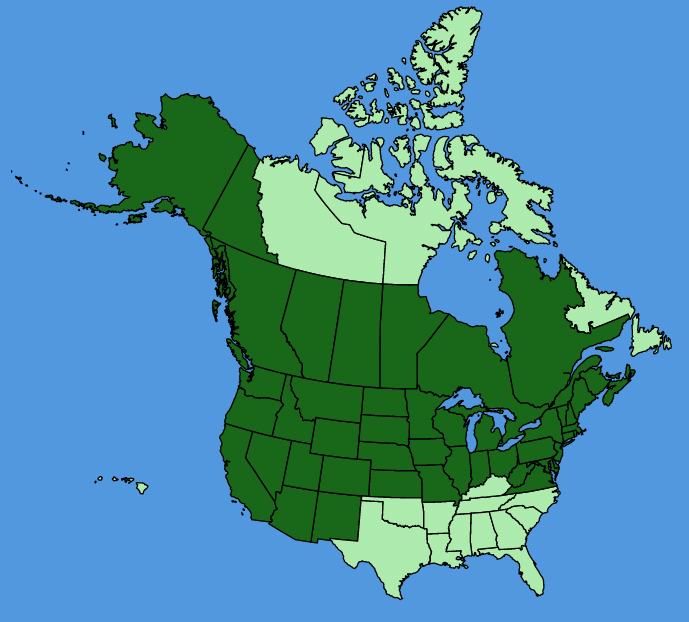 map-usc-wf-Euphorbia-virgata.JPG