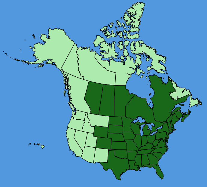 map-usc-wf-Fallopia-scandens.JPG