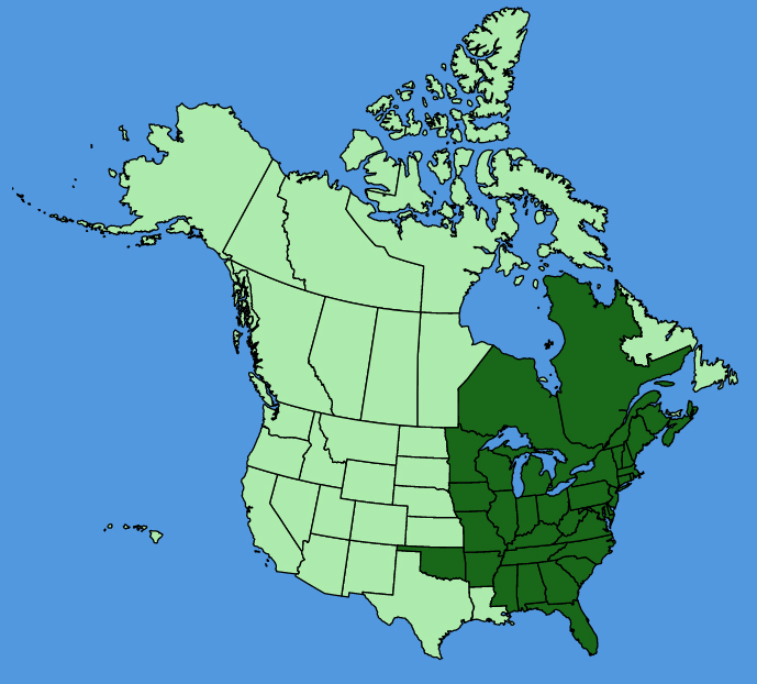 map-usc-wf-Goodyera-pubescens.JPG