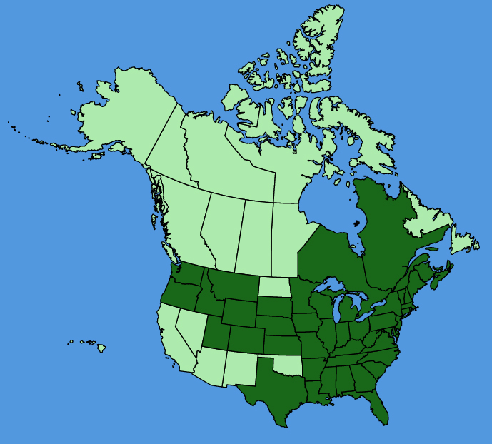 map-usc-wf-Hemerocallis-fulva.JPG