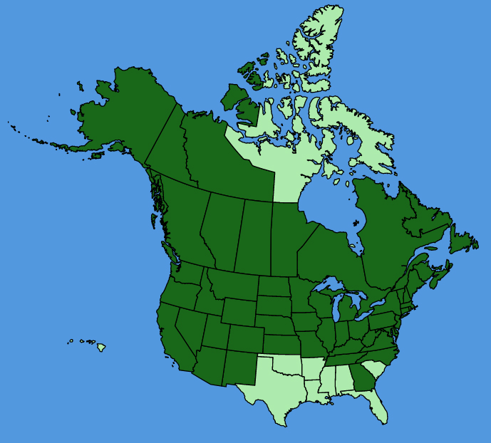 map-usc-wf-Heracleum-maximum.JPG