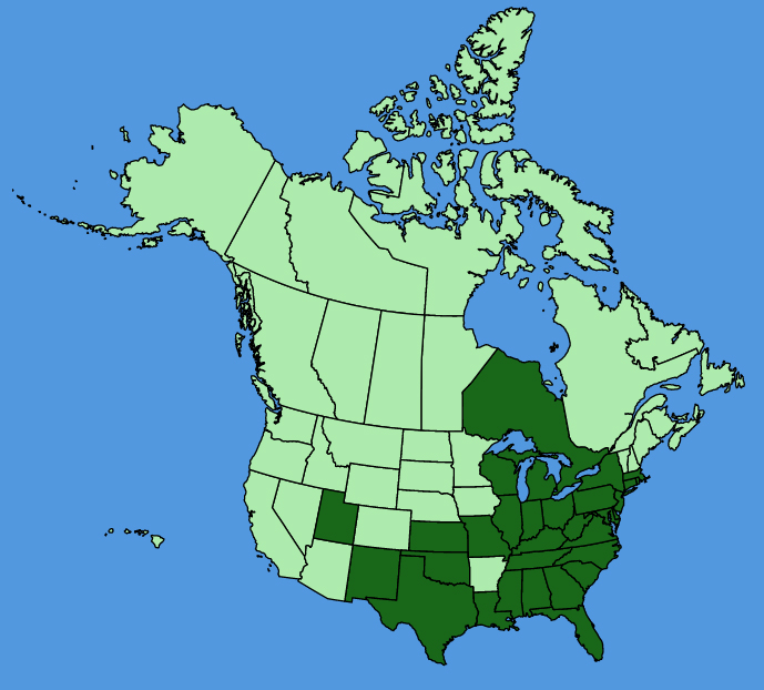map-usc-wf-Hibiscus-moscheutos.JPG