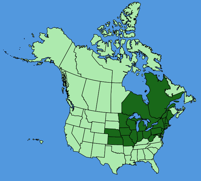 map-usc-wf-Hypericum-ascyron.JPG