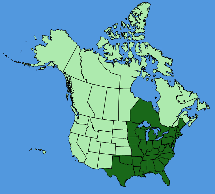 map-usc-wf-Hypericum-prolificum.JPG