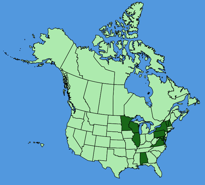 map-usc-wf-Lamium-galeobdolon.JPG