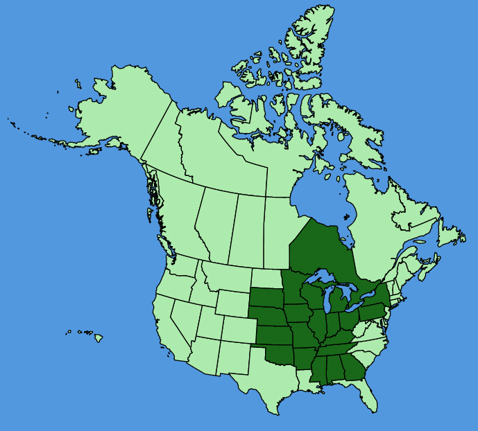 map-usc-wf-Lilium-michiganense.JPG
