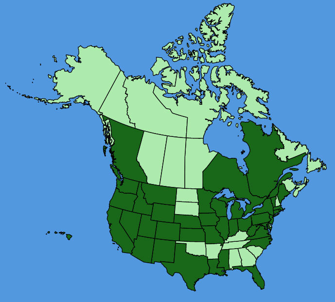 map-usc-wf-Lobularia-maritima.JPG