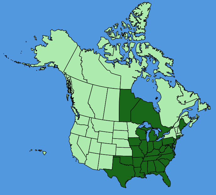 map-usc-wf-Lysimachia-lanceolata.JPG