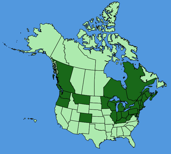 map-usc-wf-Lysimachia-vulgaris.JPG