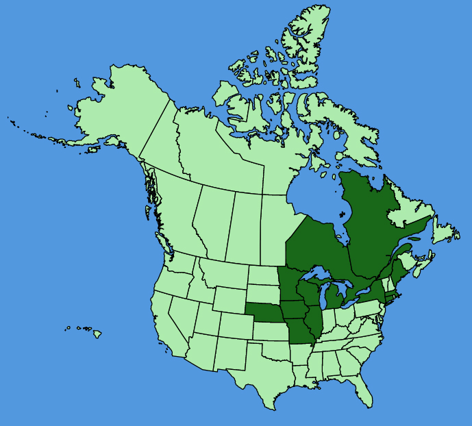 map-usc-wf-Miscanthus-sacchariflorus.JPG