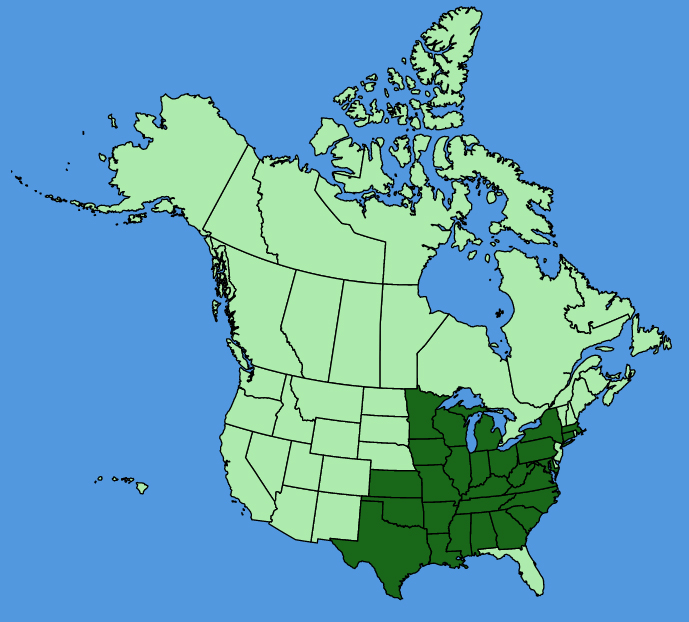 map-usc-wf-Parthenium-integrifolium.JPG