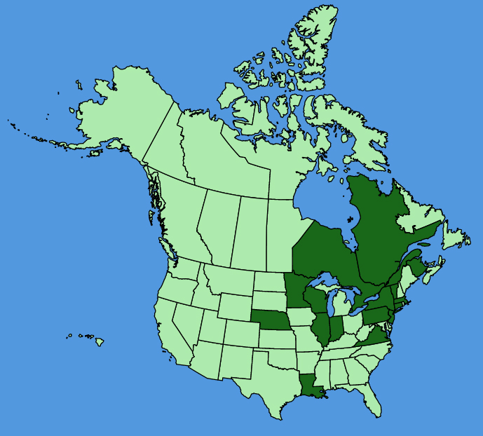map-usc-wf-Persicaria-minor.JPG