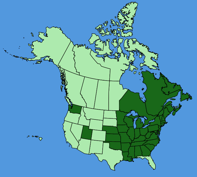 map-usc-wf-Phlox-paniculata.JPG