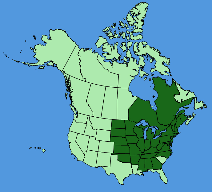 map-usc-wf-Pycnanthemum-virginianum.JPG
