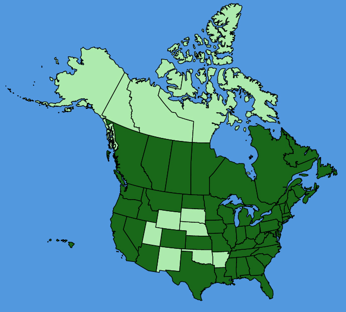 map-usc-wf-Raphanus-raphanistrum.JPG
