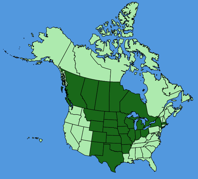 map-usc-wf-Rosa-arkansana.JPG