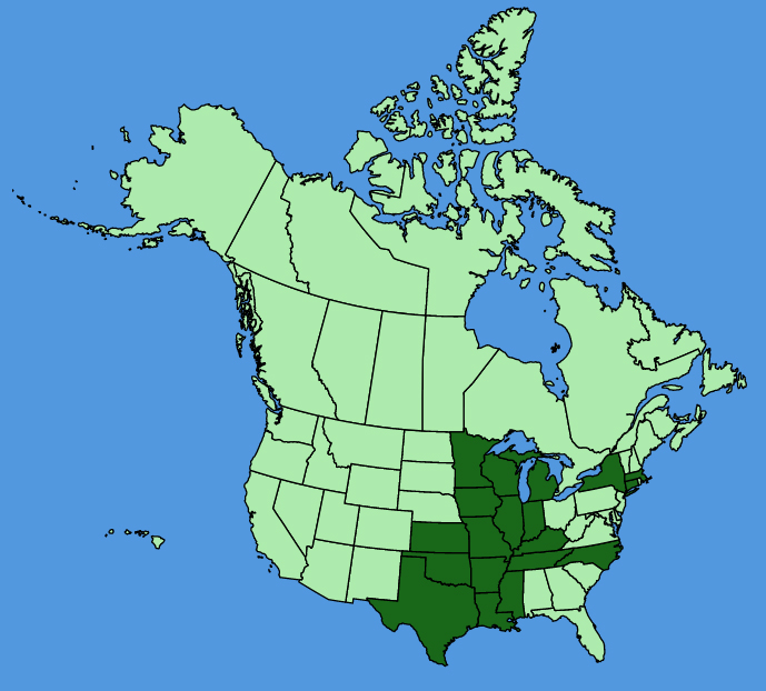 map-usc-wf-Rudbeckia-subtomentosa.JPG