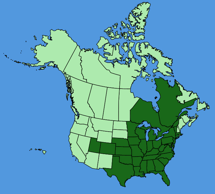 map-usc-wf-Rudbeckia-triloba.JPG