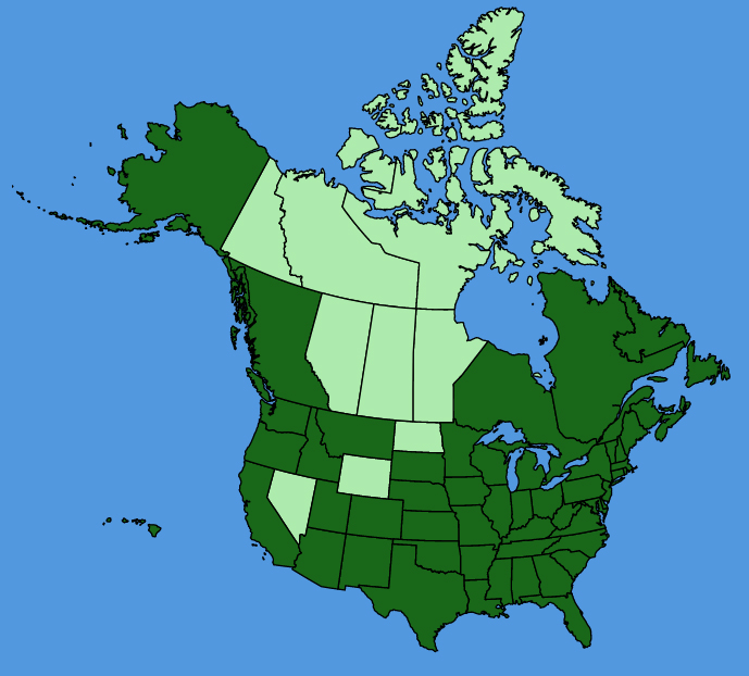 map-usc-wf-Rumex-obtusifolius.JPG