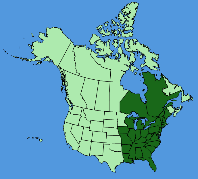 map-usc-wf-Sedum-sarmentosum.JPG