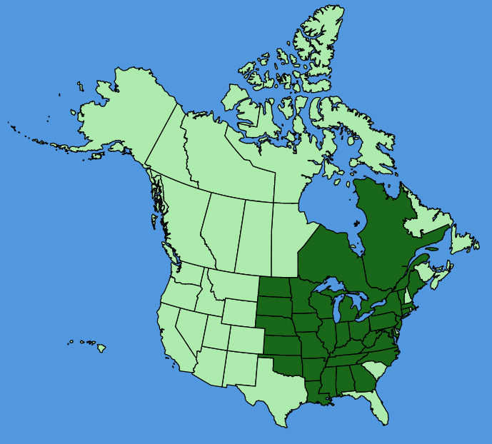 map-usc-wf-Silphium-perfoliatum.JPG
