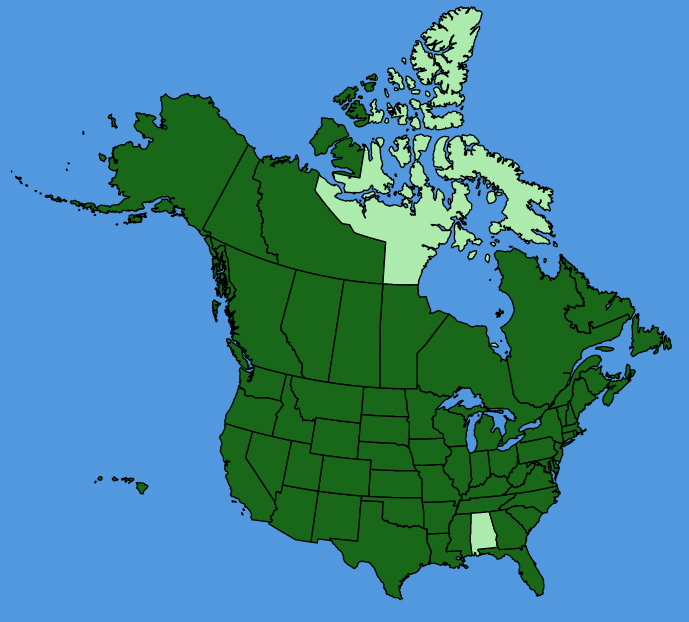 map-usc-wf-Sisymbrium-altissimum.JPG