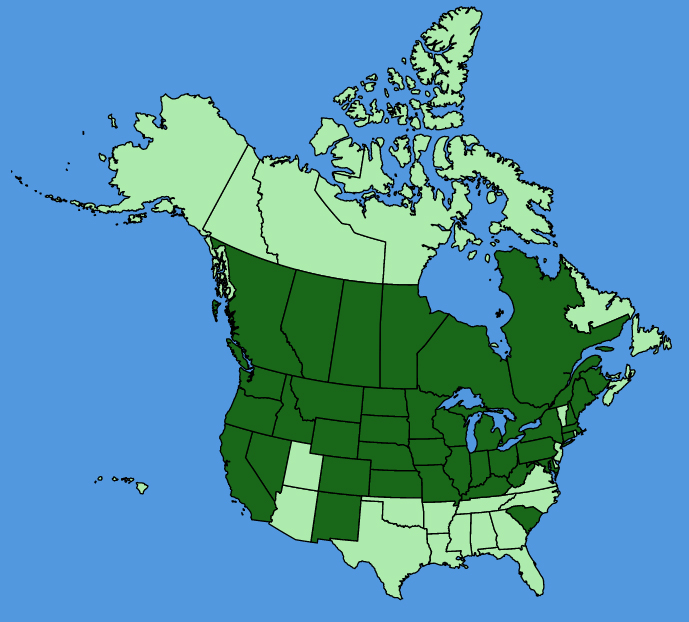 map-usc-wf-Sisymbrium-loeselii.JPG