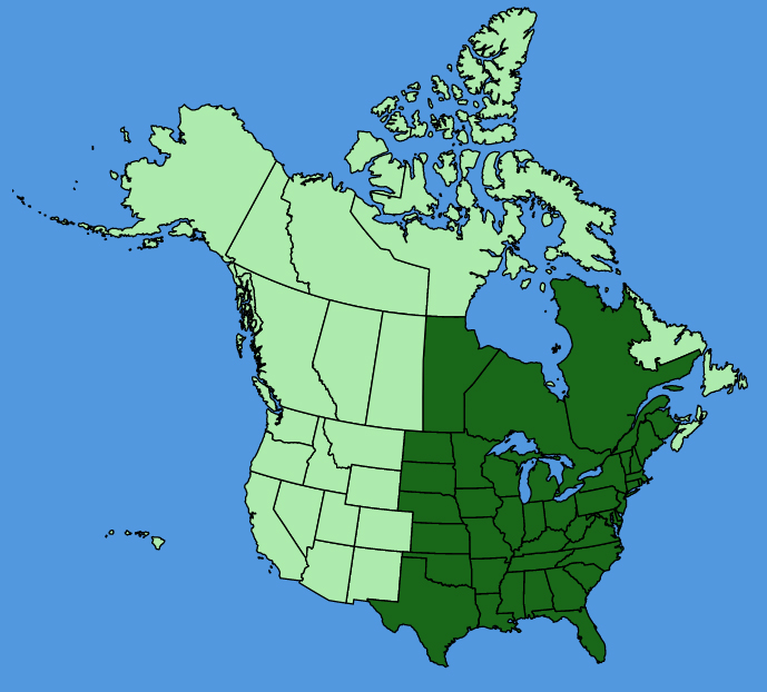 map-usc-wf-Stachys-tenuifolia.JPG