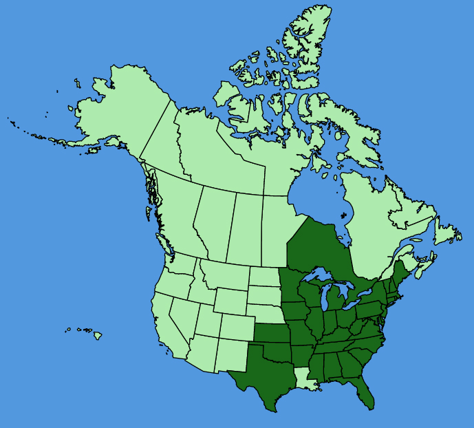 map-usc-wf-Thalictrum-thalictroides.JPG