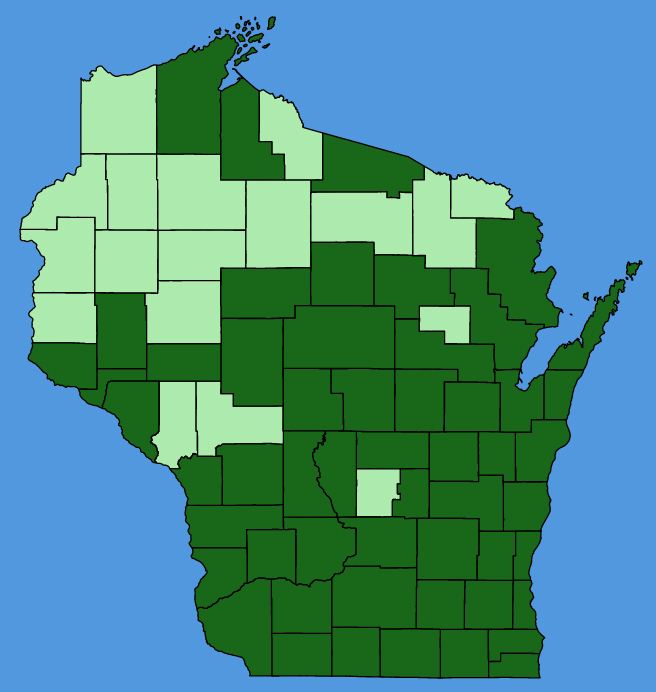 map-wis-Cichorium-intybus.JPG