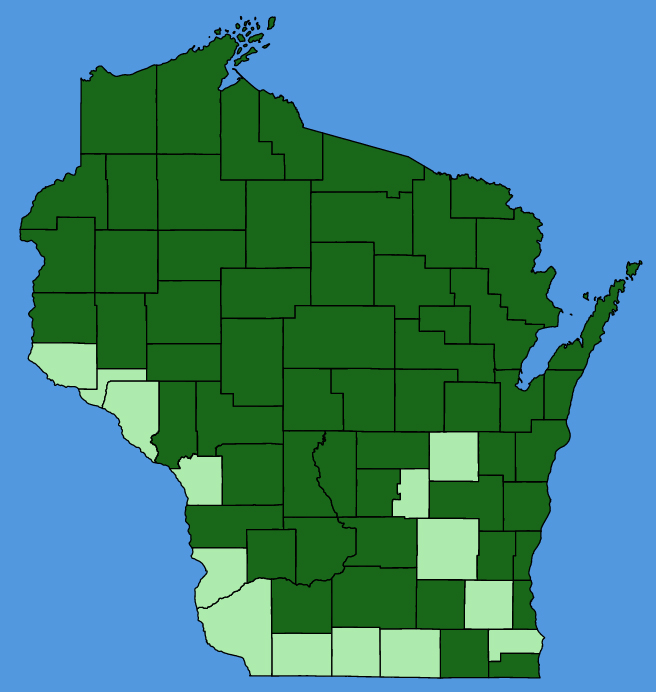 map-wis-Clintonia-borealis.JPG