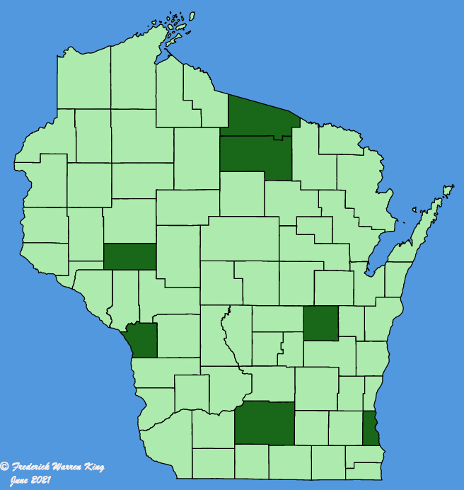 map-wis-Cynoglossum-amabile.JPG
