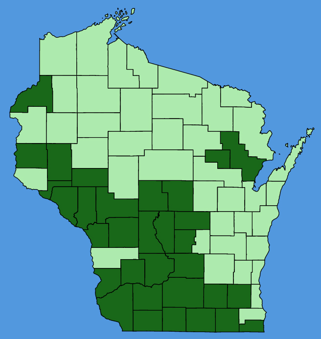 map-wis-Hieracium-longipilum.JPG