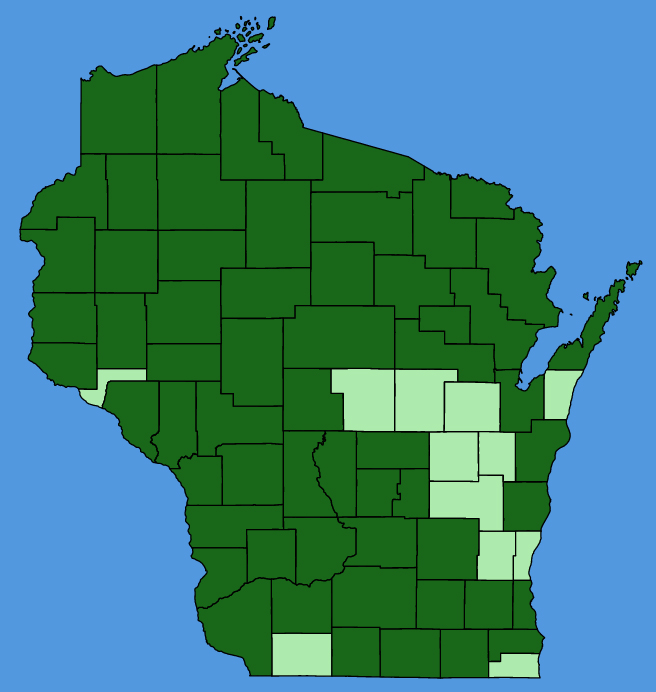 map-wis-Hieracium-scabrum.JPG