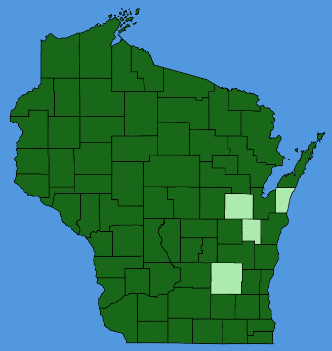 map-wis-Hieracium-umbellatum.JPG