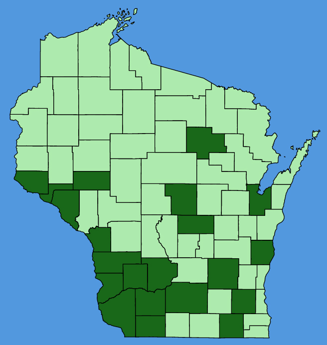 map-wis-Sicyos-angulatus.JPG