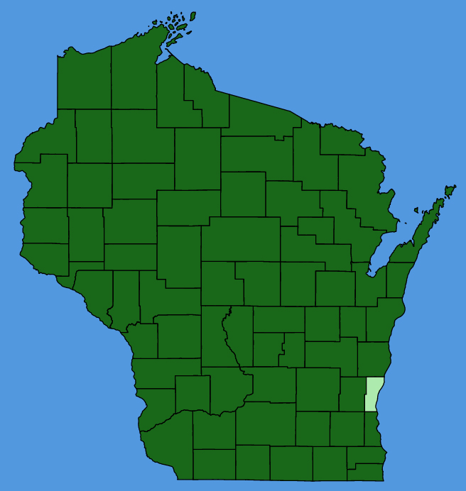 map-wis-Verbascum-thapsus.JPG