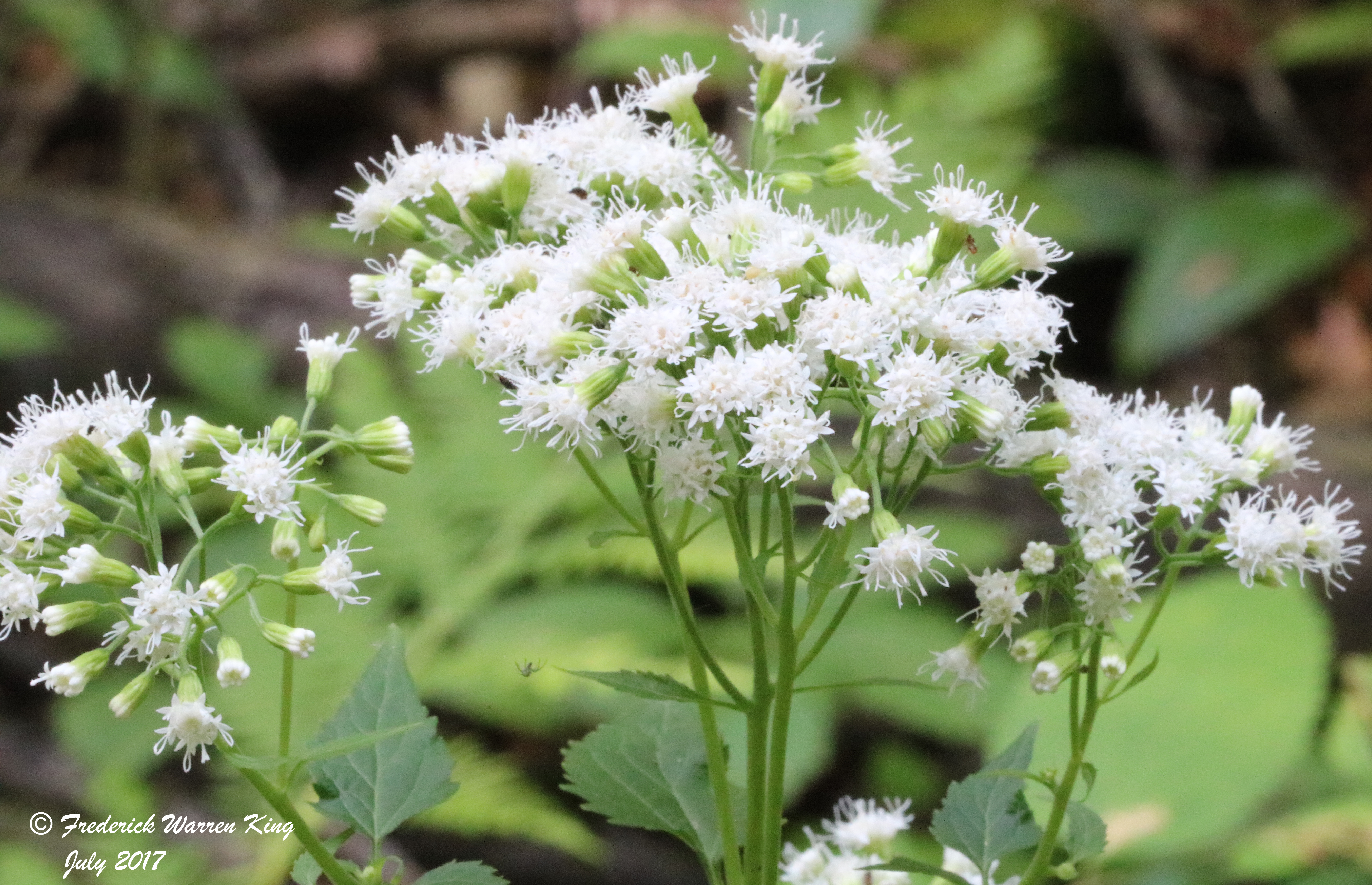 putnam-Ageratina-altissima-07-20-2017-IMG_1263.JPG