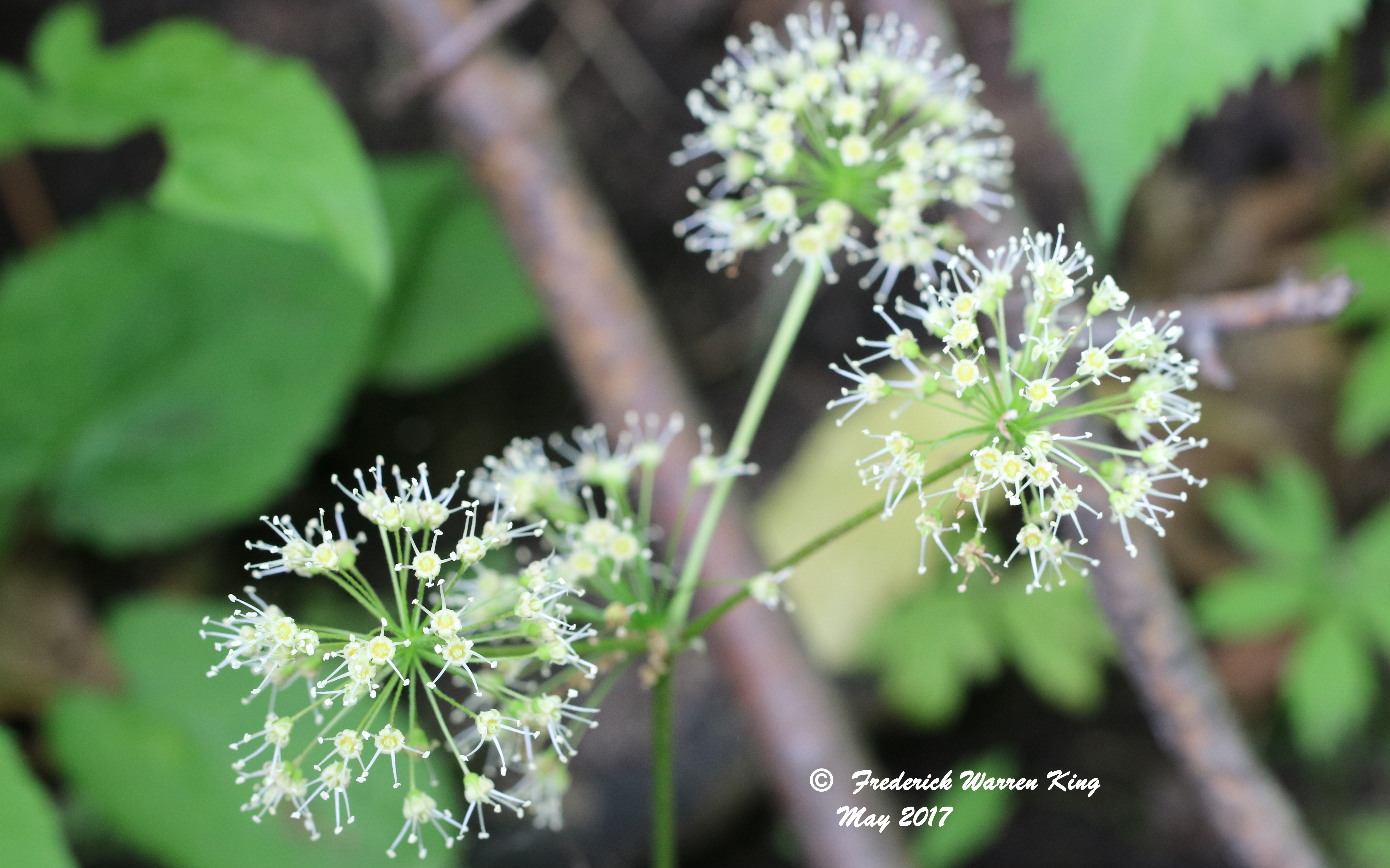 putnam-Aralia-nudicaulis-05-26-2017-IMG_0495.JPG