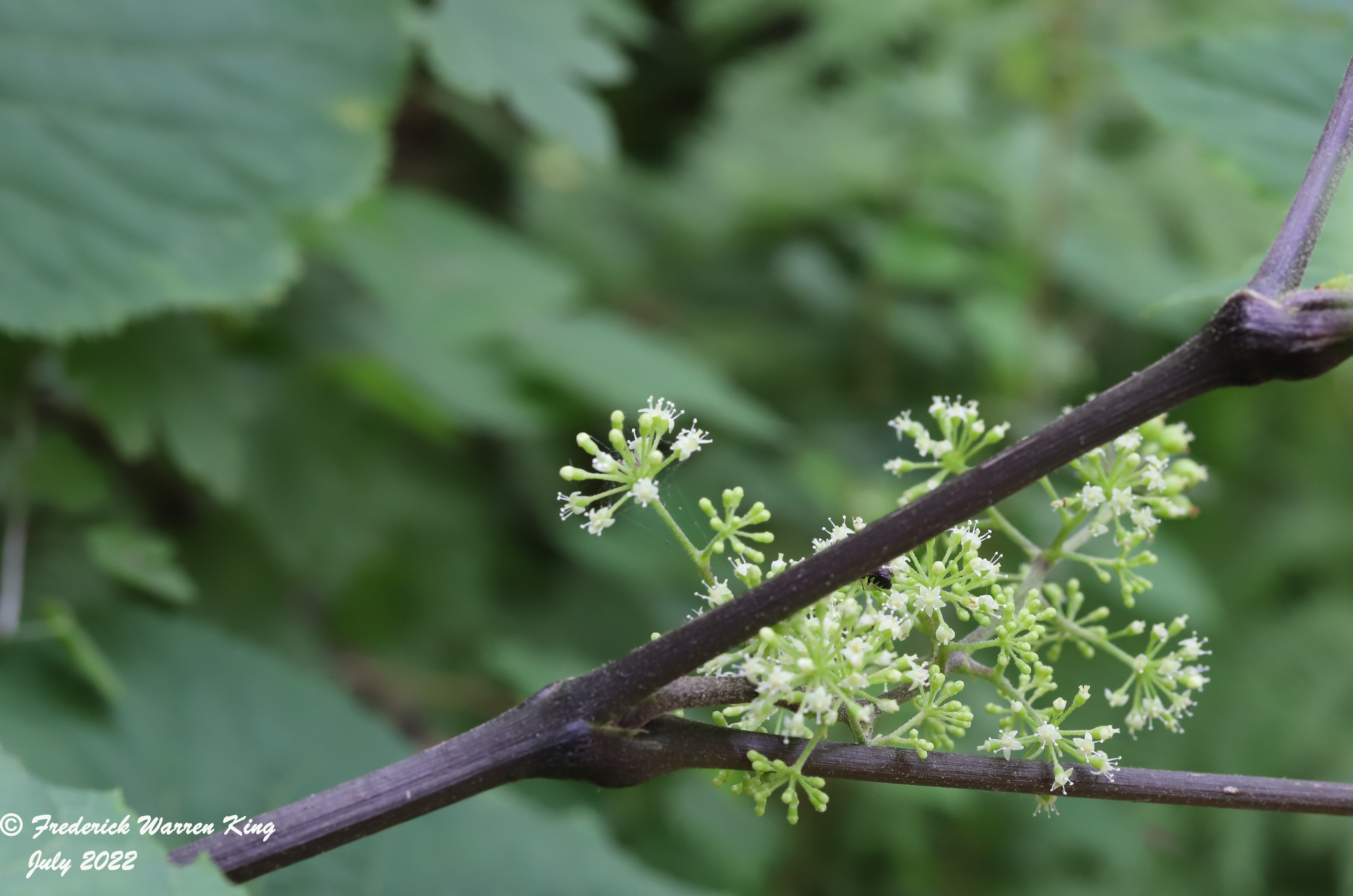 putnam-Aralia-racemosa-07-22-2022-IMG_2999.JPG