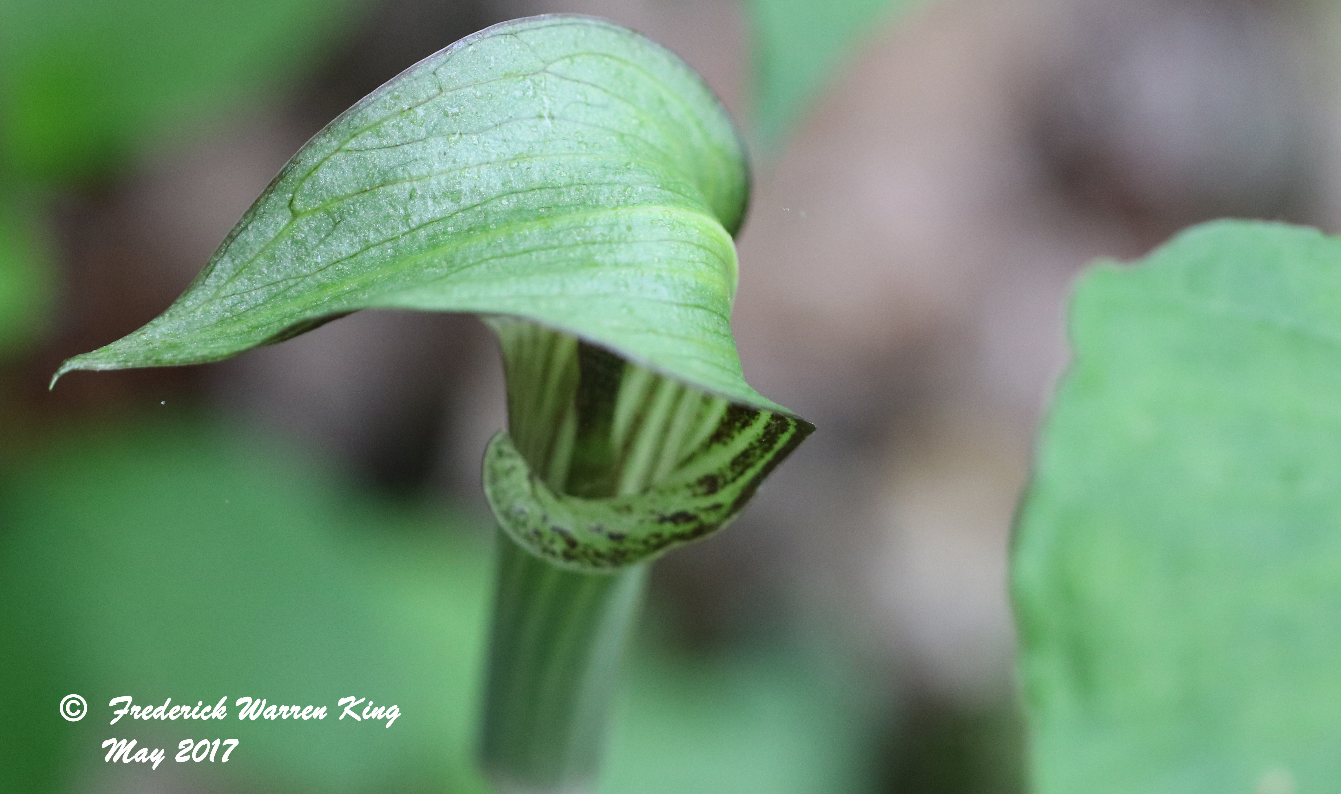putnam-Arisaema-triphyllum-05-21-2017-IMG_0456.JPG