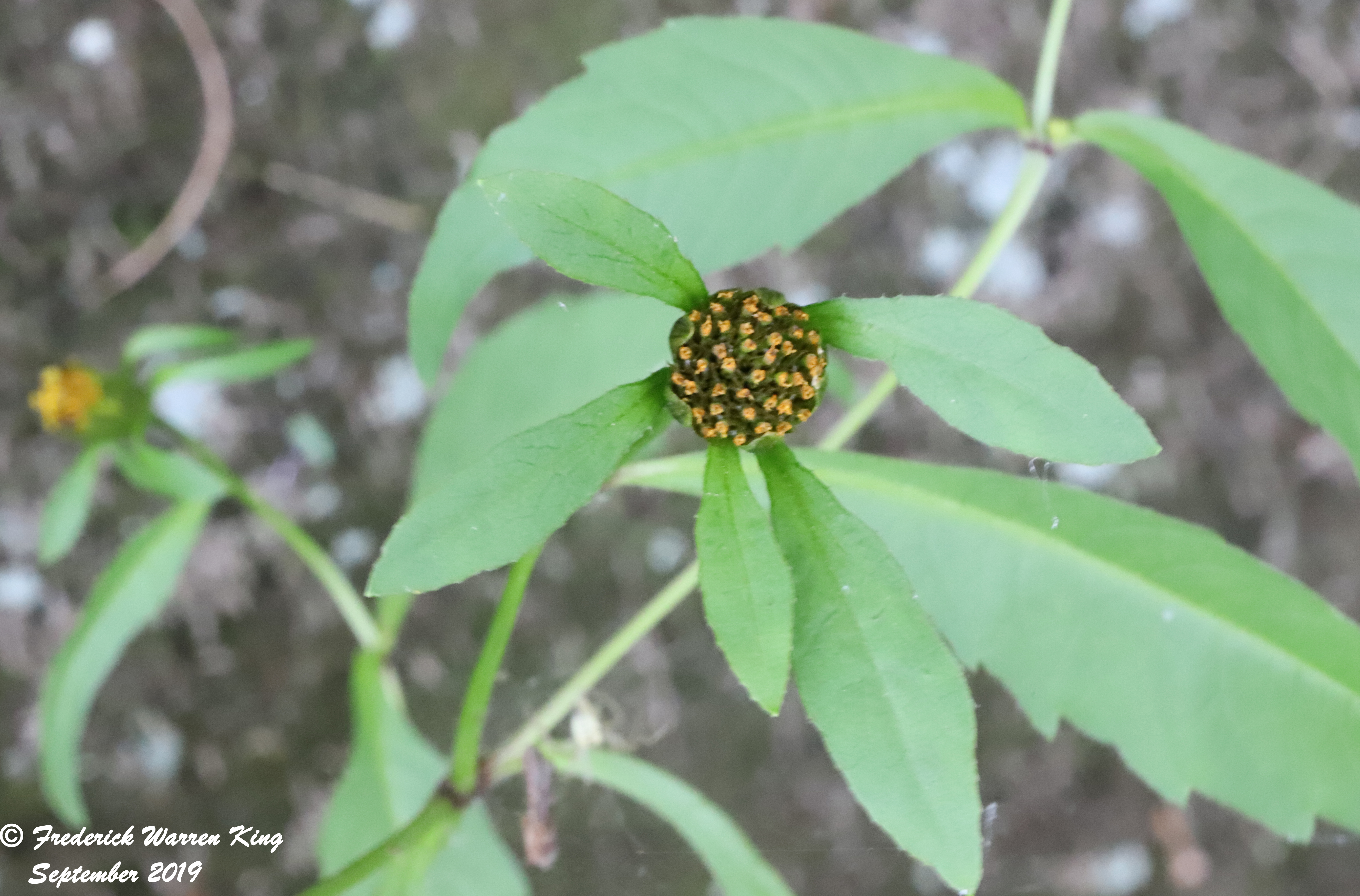 putnam-Bidens-connata-09-01-2019-IMG_3172.JPG