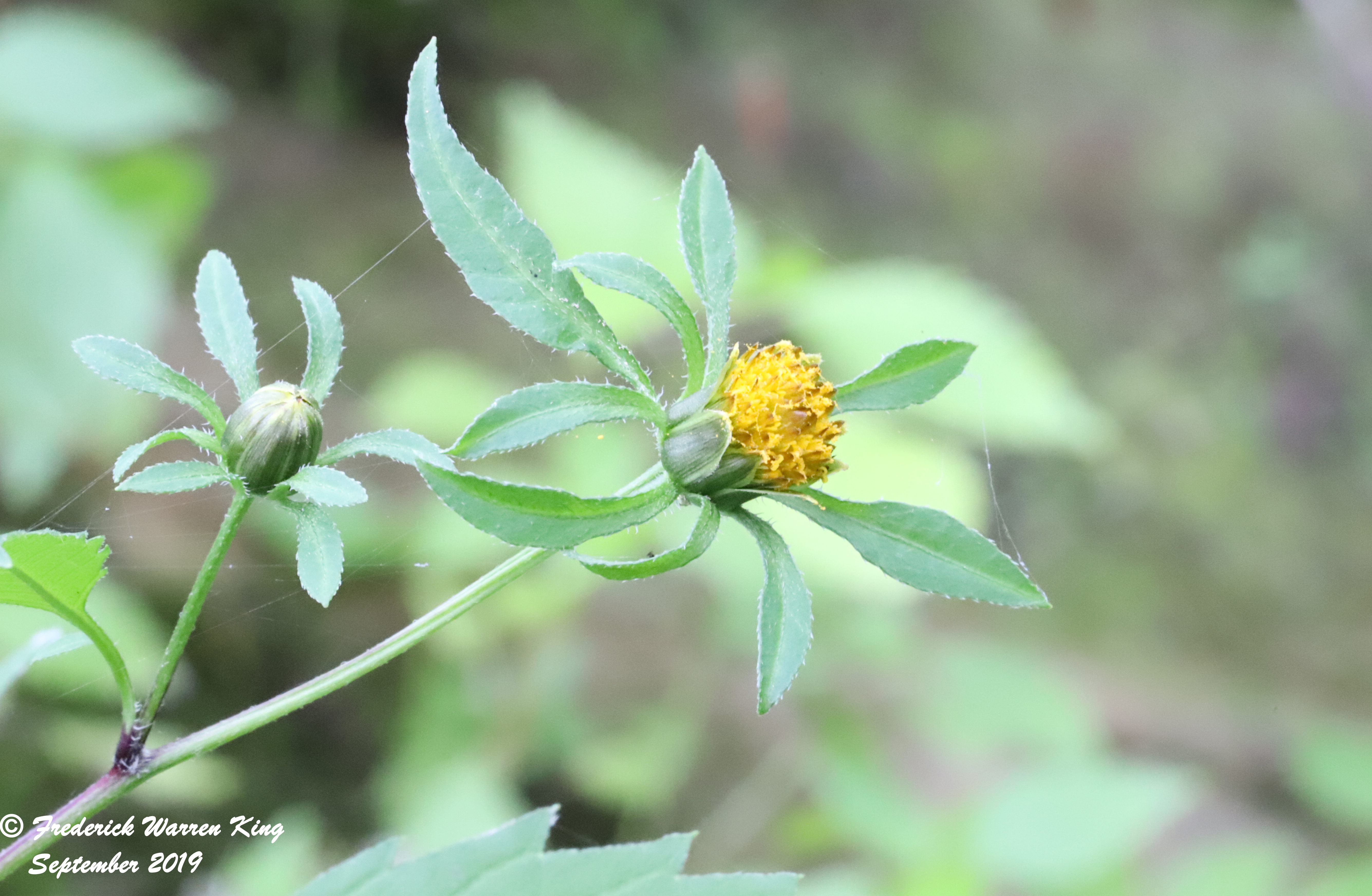 putnam-Bidens-frondosa-09-01-2019-IMG_3181.JPG