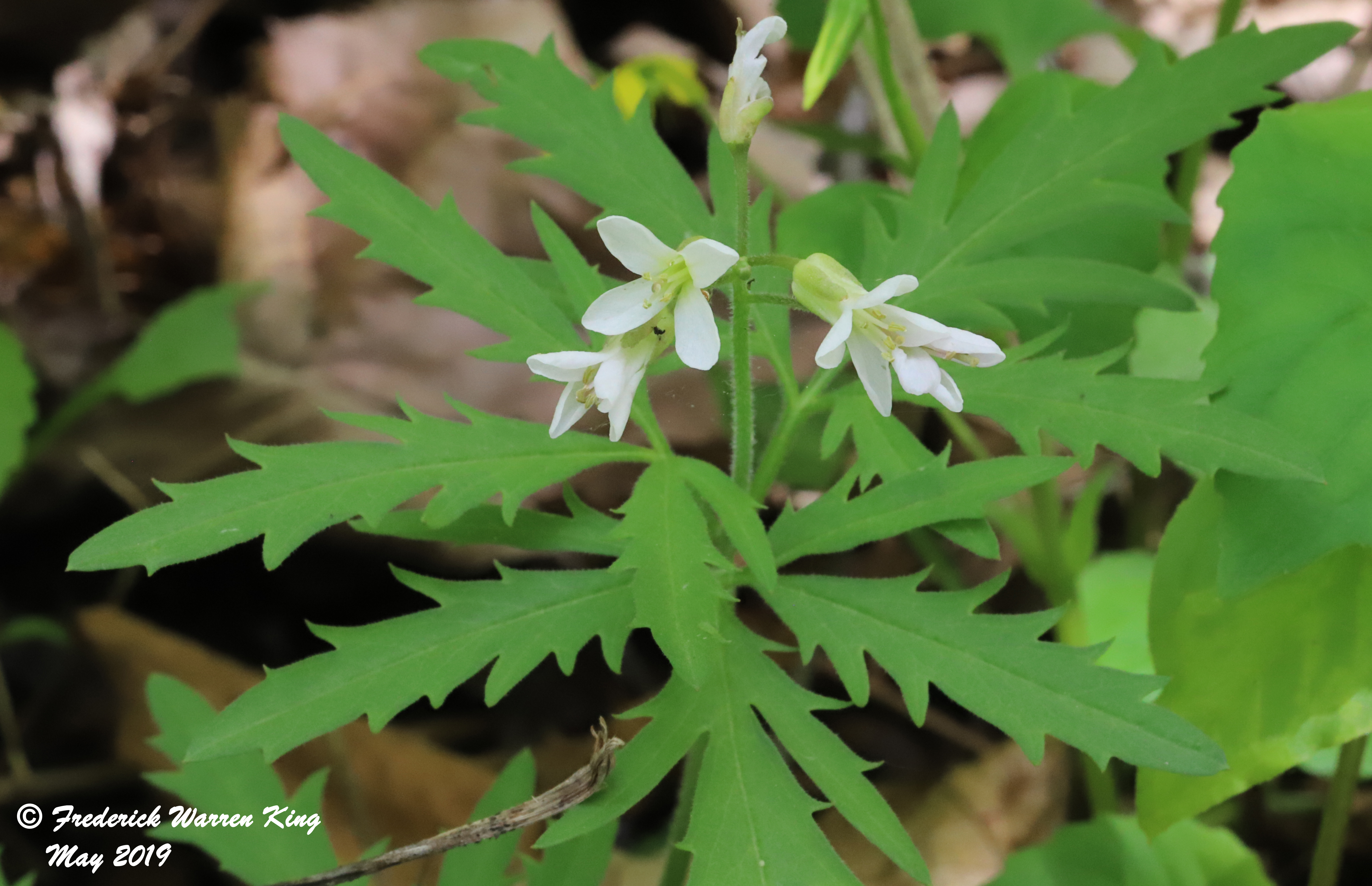 putnam-Cardamine-concatenata-05-22-2019-IMG_1544.JPG