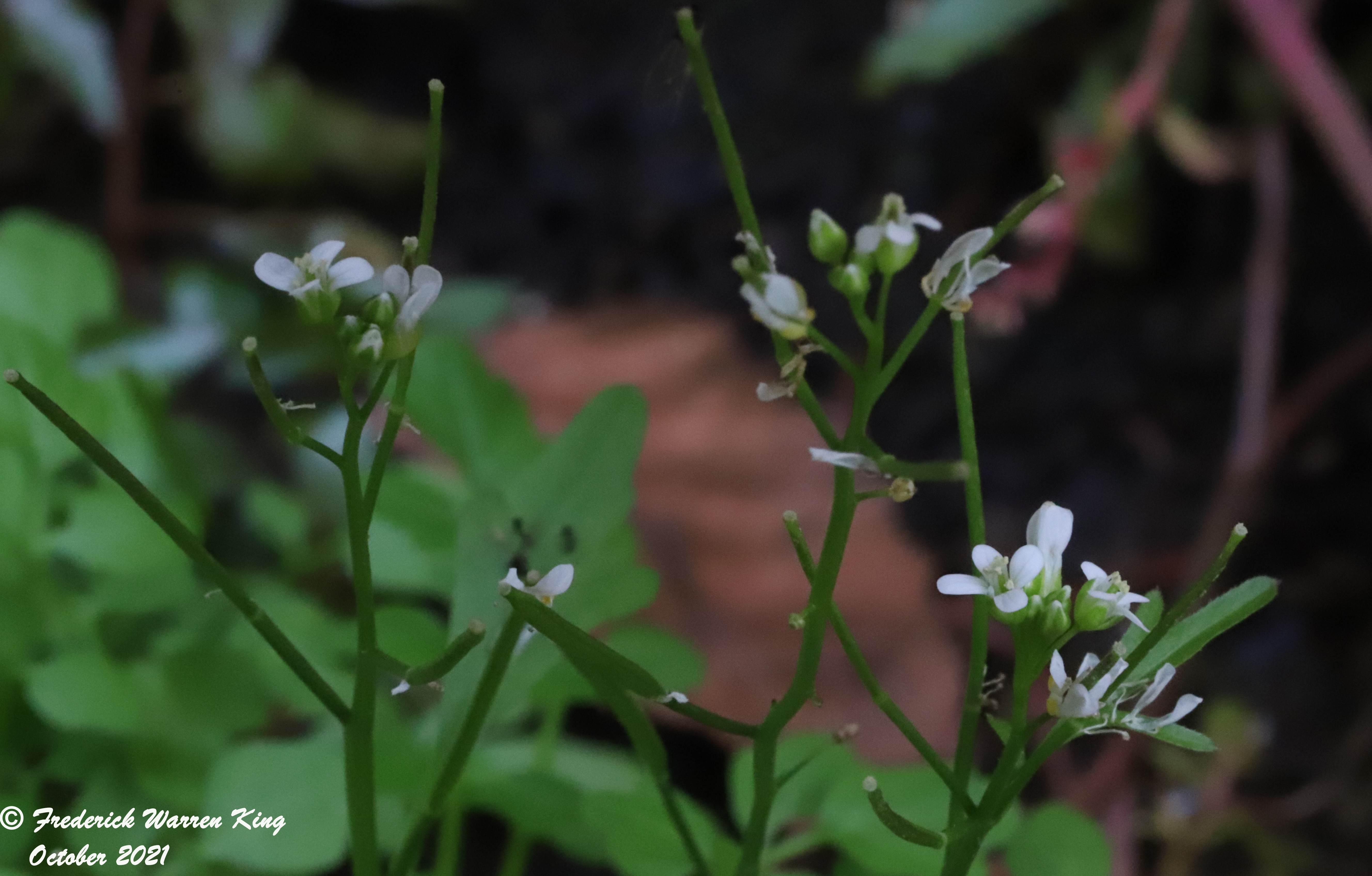 putnam-Cardamine-pensylvanica-10-01-2021-IMG_9855.JPG