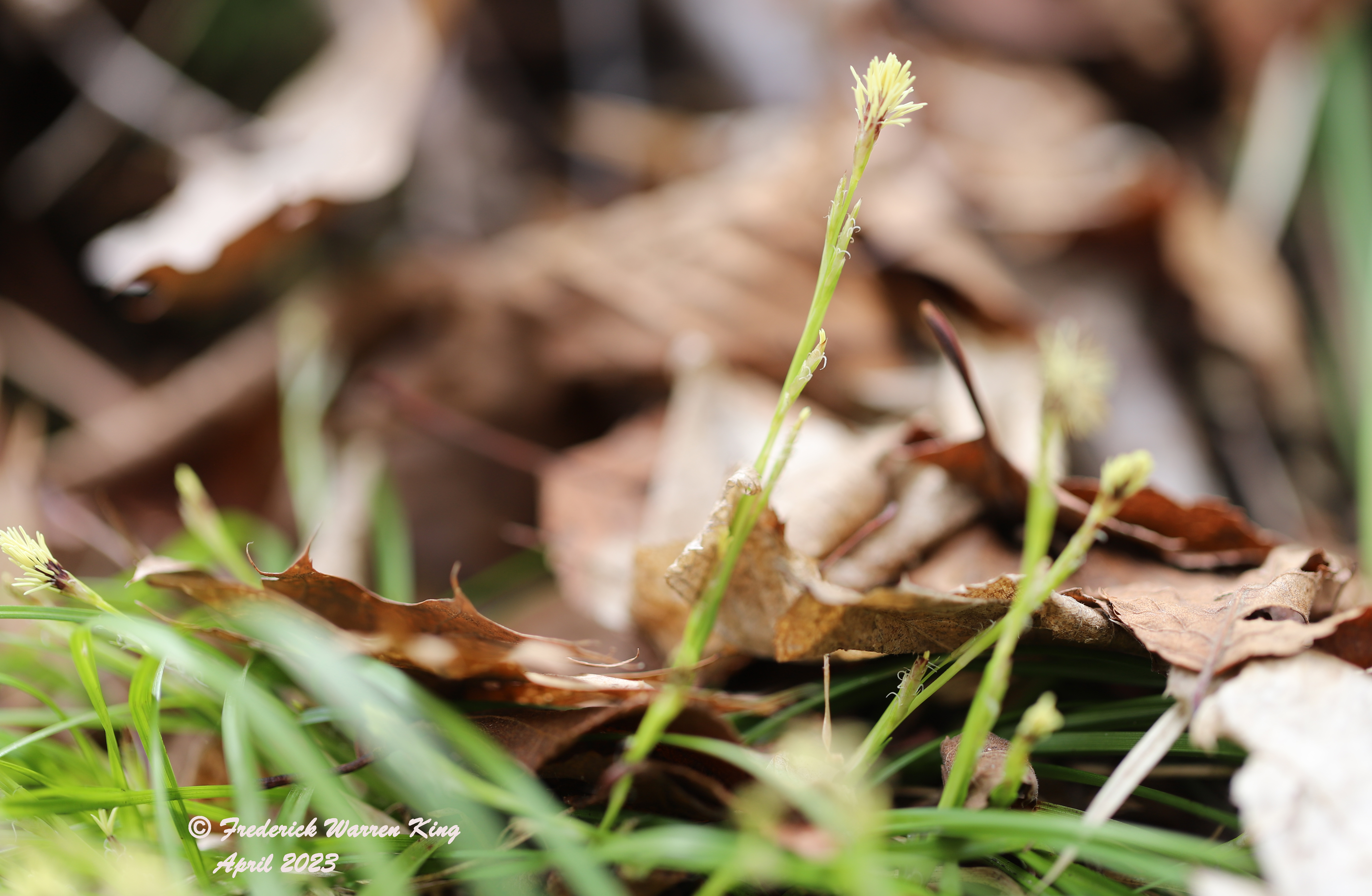 putnam-Carex-pedunculata-04-23-2023-IMG_5106.JPG