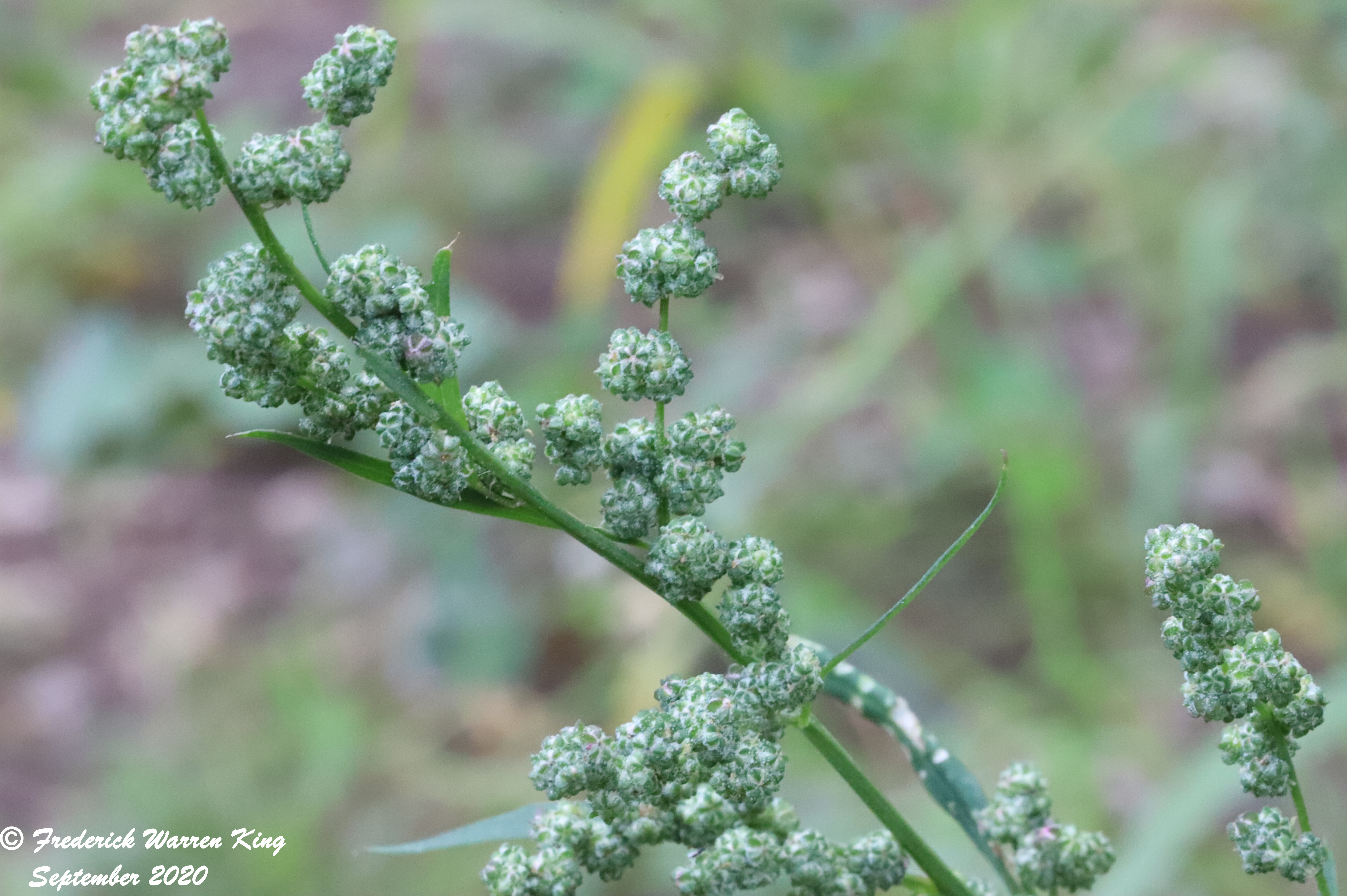 putnam-Chenopodium-album-09-14-2020-IMG_5293.JPG