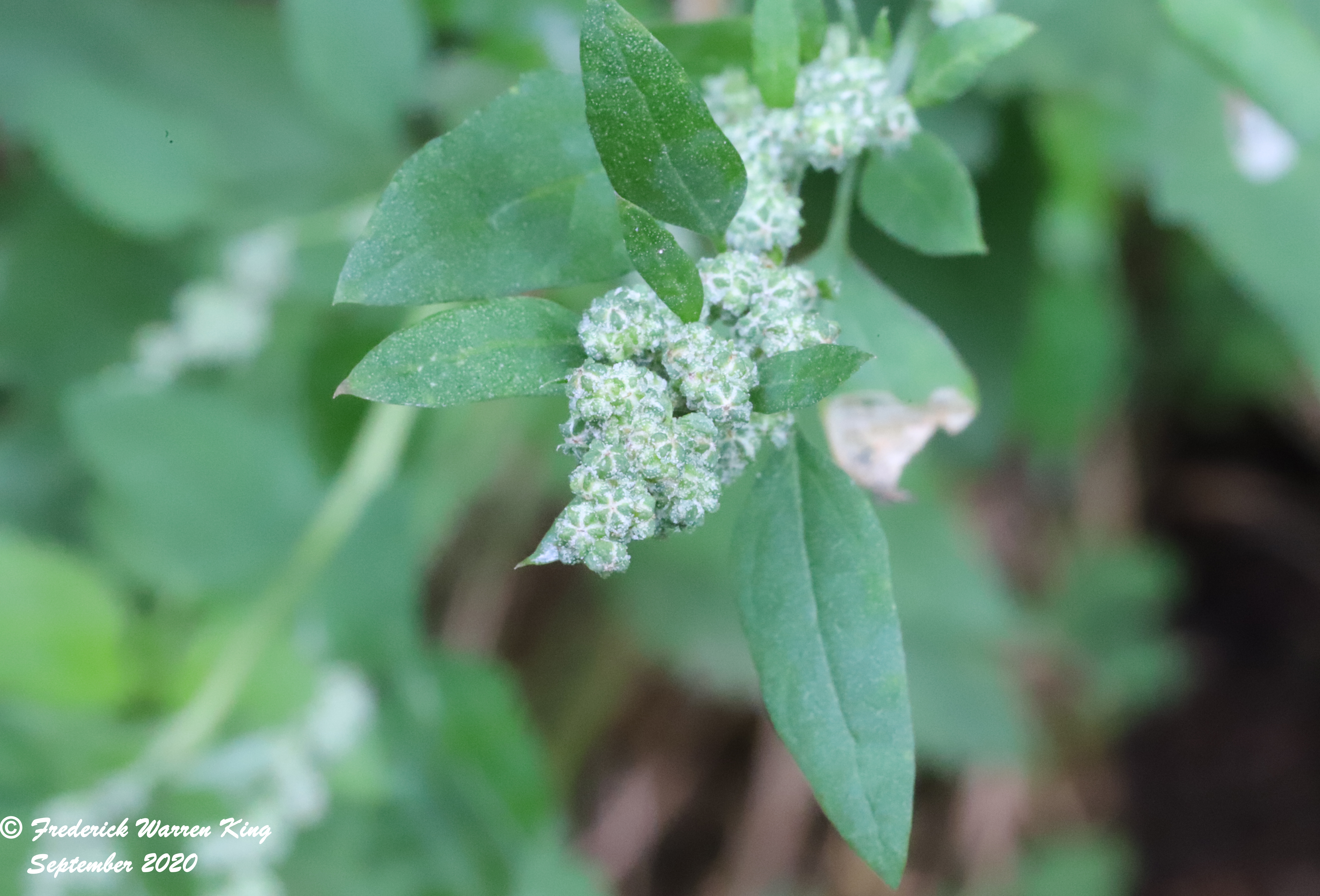 putnam-Chenopodium-pratericola-09-13-2020-IMG_5263.JPG