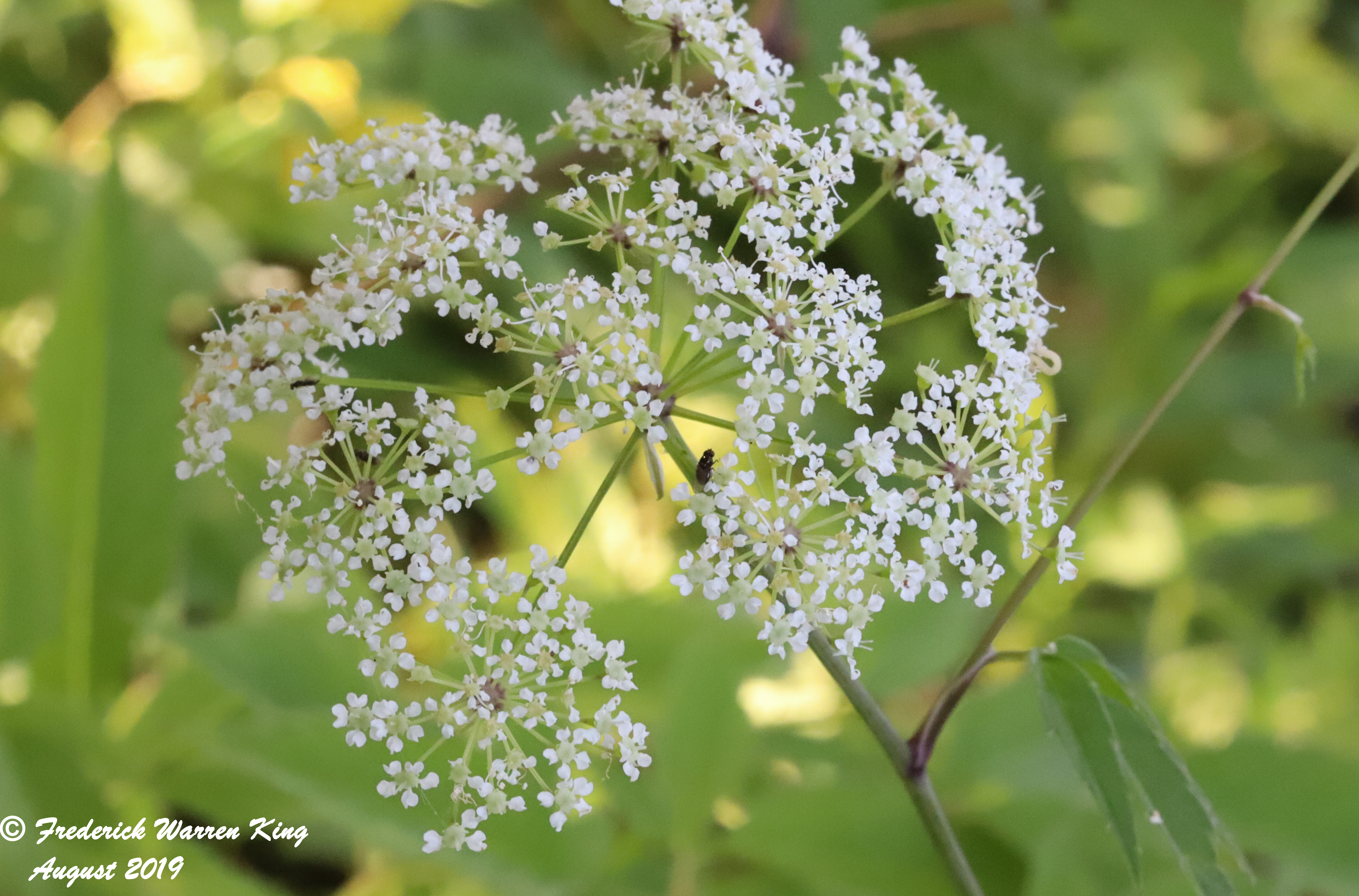 putnam-Cicuta-maculata-08-01-2019-IMG_2470.JPG