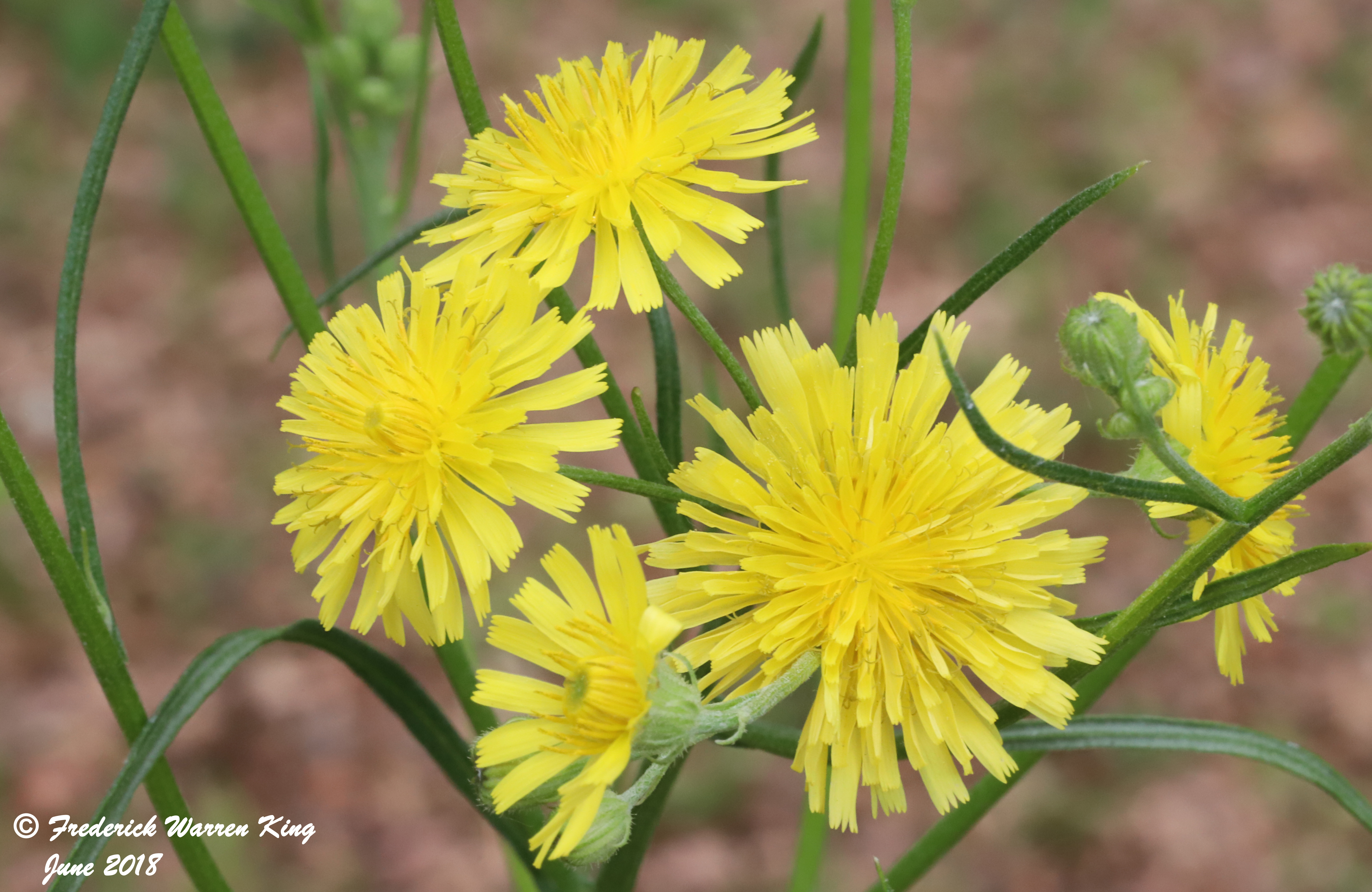 putnam-Crepis-tectorum-06-03-2018-IMG_0291.JPG